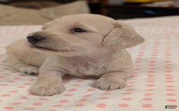 Miniature Dachshund dogs for sale: Berry Moon - Image 8