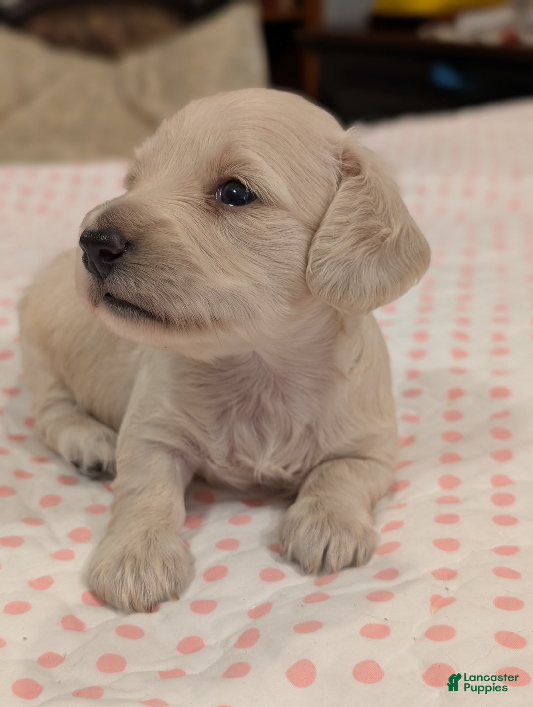 Miniature Dachshund dogs for sale: Berry Moon - Image 8