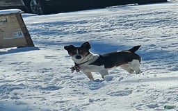 Jack Russell Terrier dogs for sale: Copper - Image 6