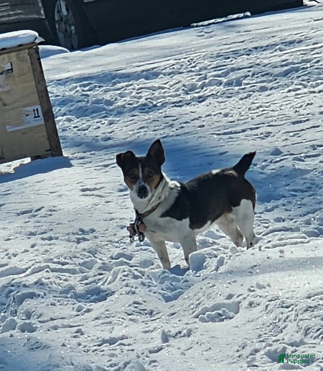 Jack Russell Terrier dogs for sale: Copper - Image 6