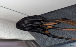 Doberman Pinscher dogs for sale: Luna - Image 4