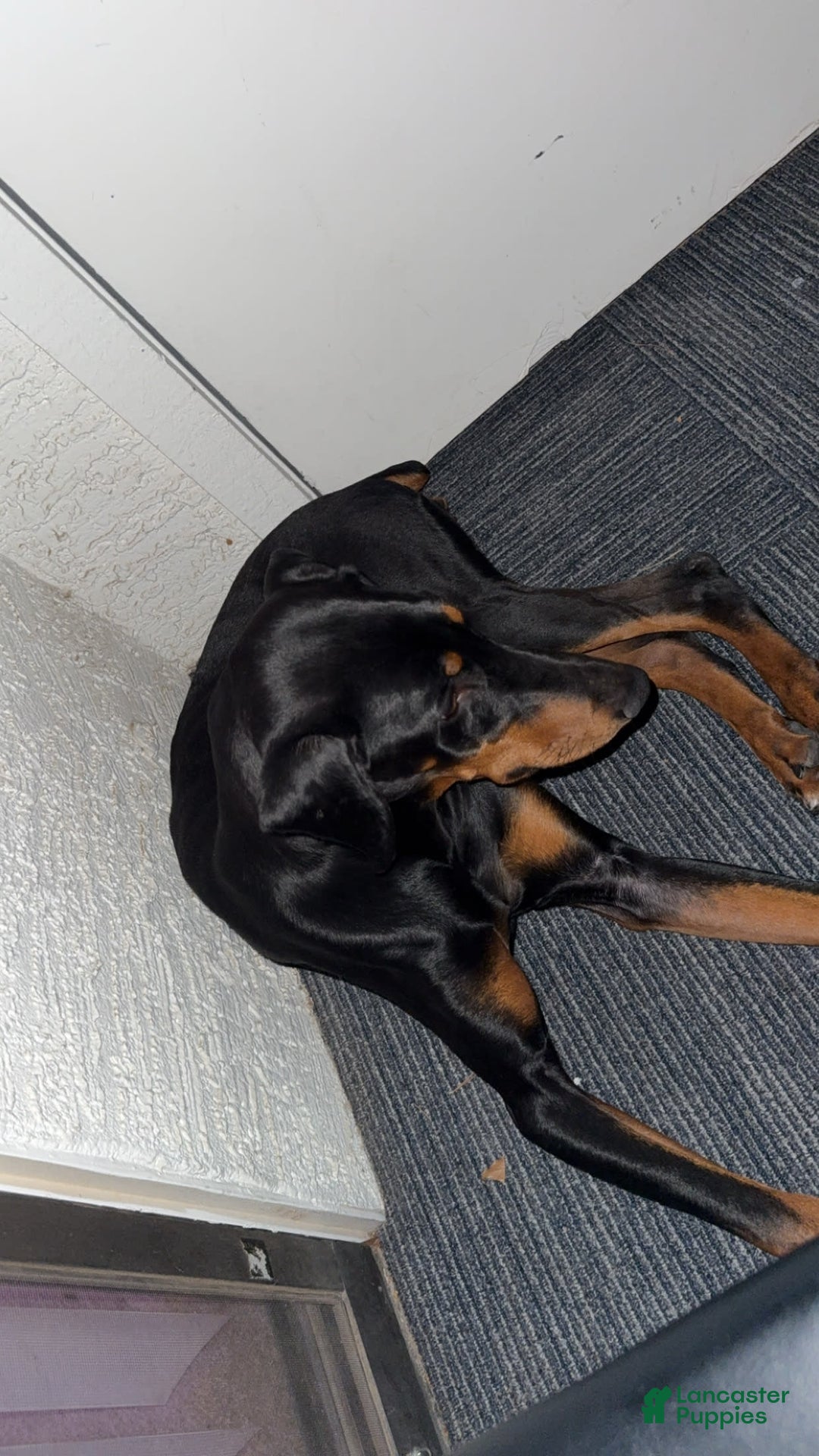 Doberman Pinscher dogs for sale: Luna - Image 4