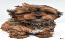 Shorkie dogs for sale: Nickle - Image 6