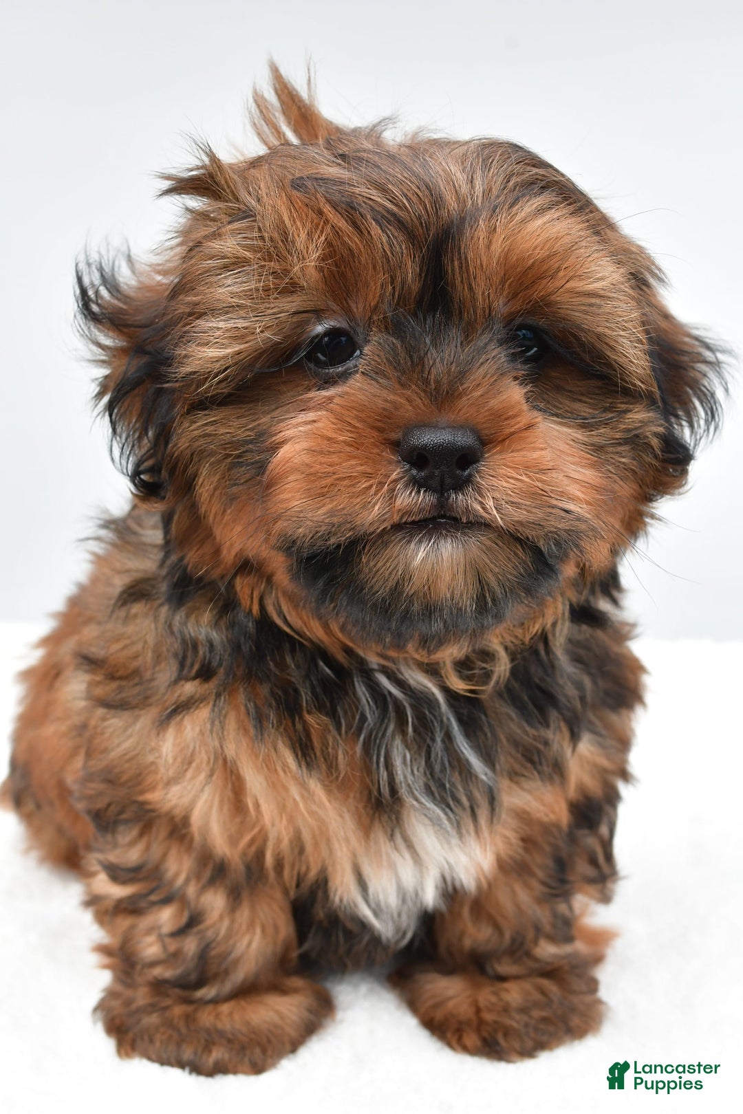 Shorkie dogs for sale: Nickle - Image 6