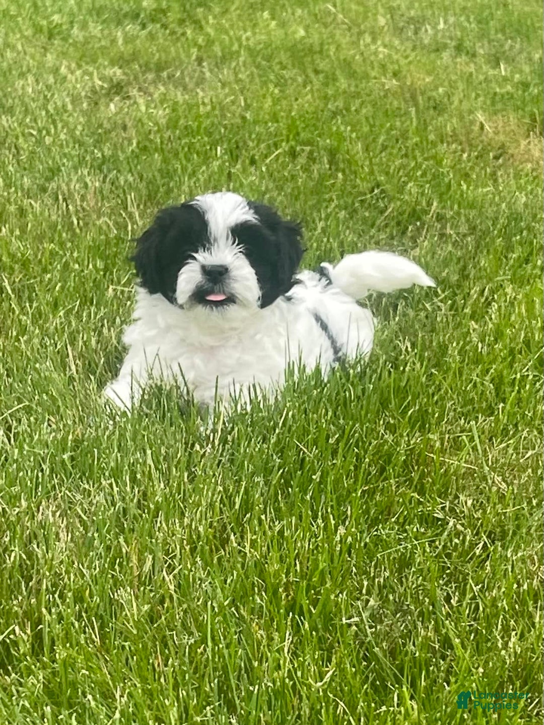 Shih Tzu dogs for sale: Teddy - Image 4