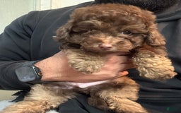 Toy Poodle dogs for sale: Litter available - Image 6