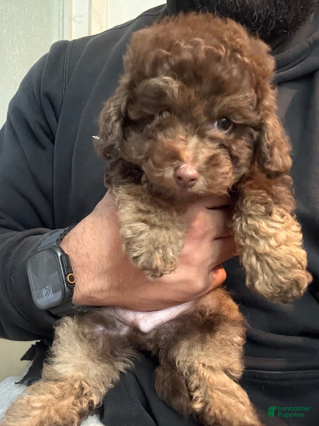 Toy Poodle dogs for sale: Litter available - Image 6
