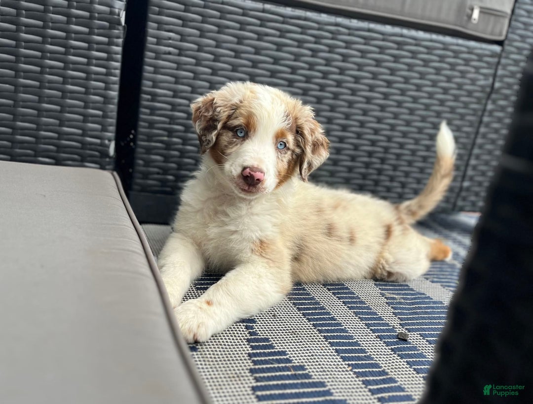 Australian Shepherd dogs for sale: Burrrito - Image 4