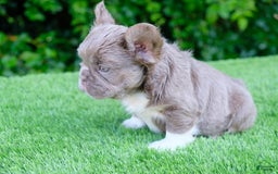 French Bulldog dogs for sale: Buff - Image 1