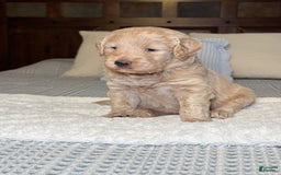 Labradoodle dogs for sale: Maple - Image 3