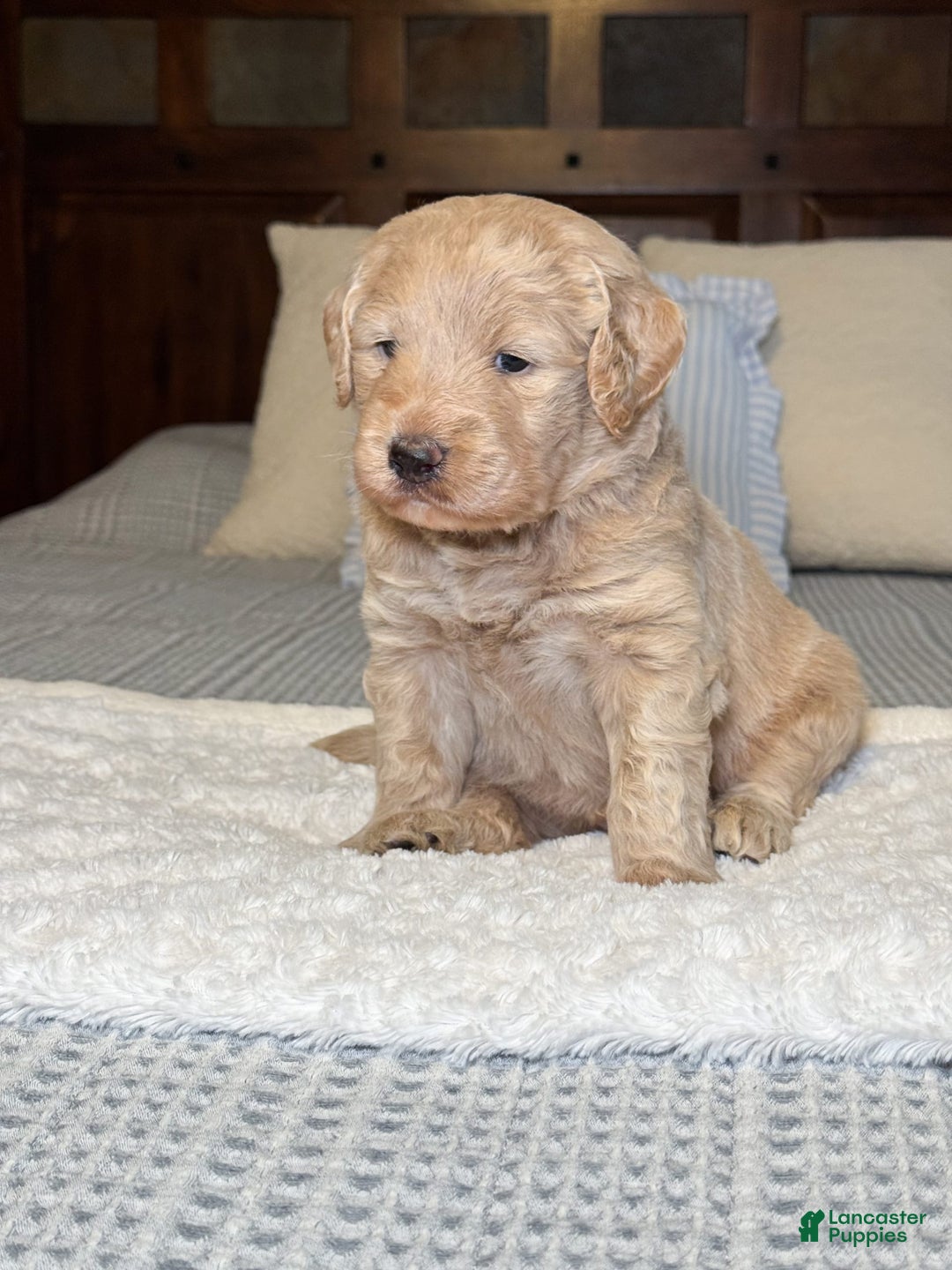 Labradoodle dogs for sale: Maple - Image 3