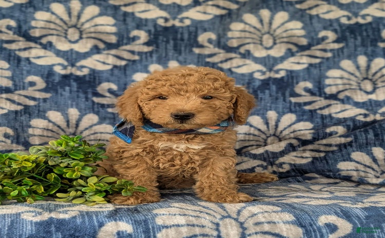 Mini Goldendoodle dogs for sale - Ad 5