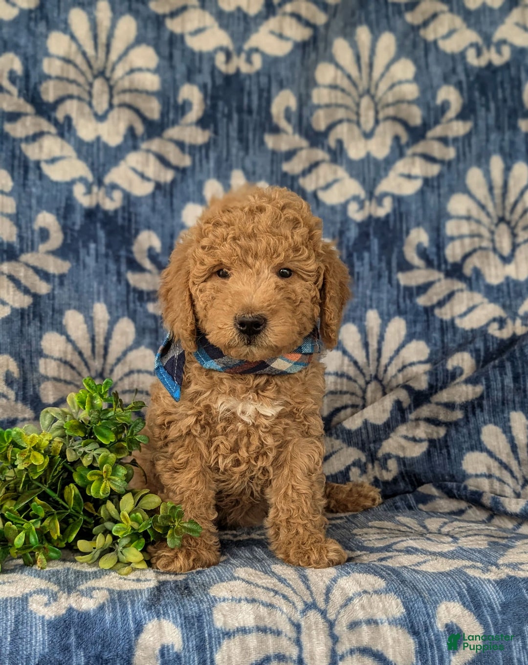 Mini Goldendoodle dogs for sale: Harris Hypoallergenic - Image 1