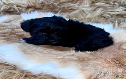 Miniature Schnauzer dogs for sale: Emerald - Image 3
