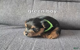 Yorkshire Terrier dogs for sale: Maxxy - Image 1