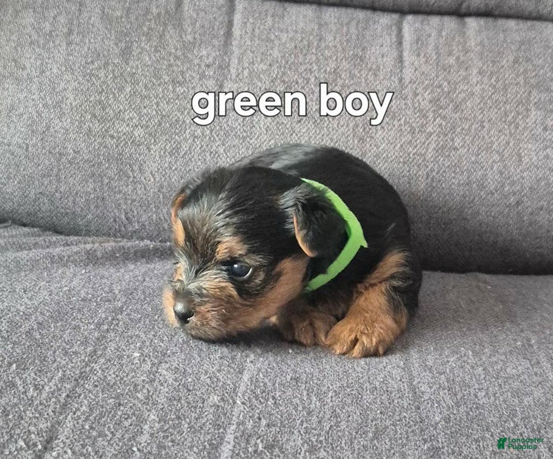Yorkshire Terrier dogs for sale: Maxxy - Image 1