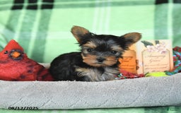 Yorkshire Terrier dogs for sale: Lacey - Image 5