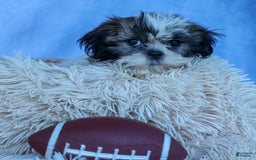 Shih Tzu dogs for sale: Bethany - Image 13