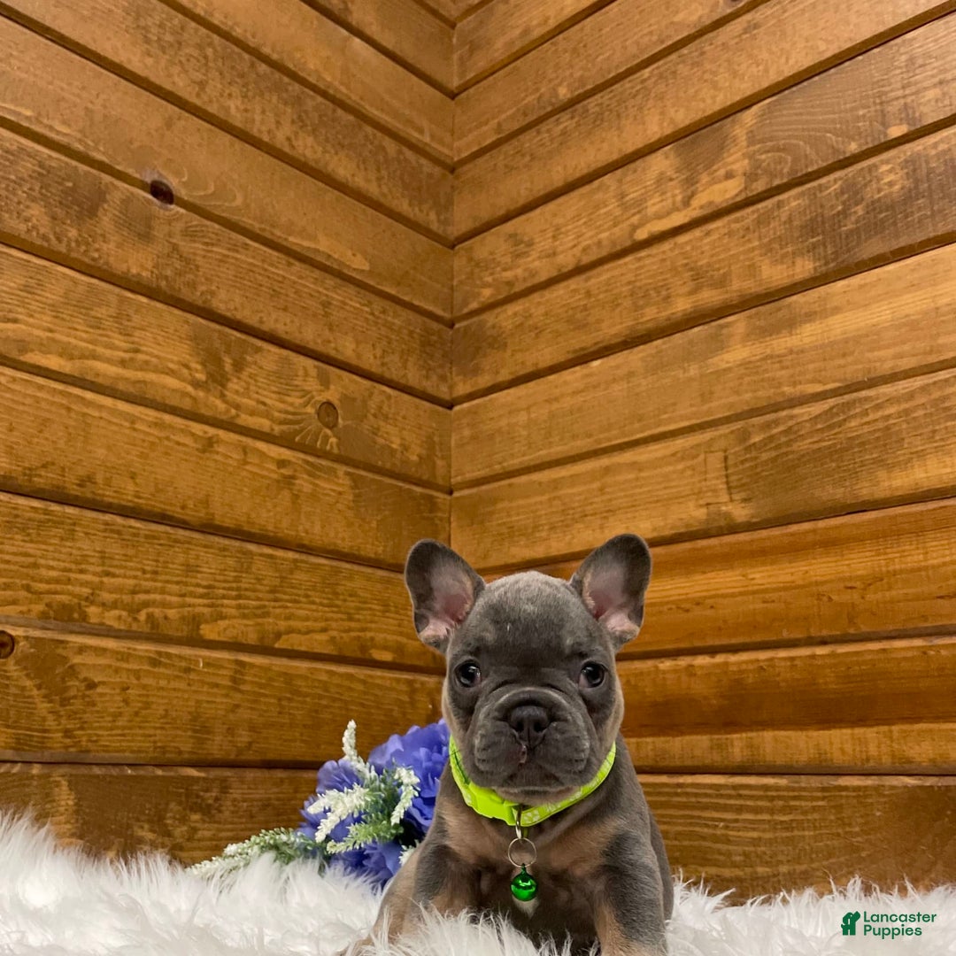 French Bulldog dogs for sale: Ryder - Image 1