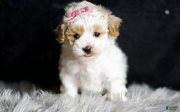 Maltipoo dogs for sale: May - Image 6