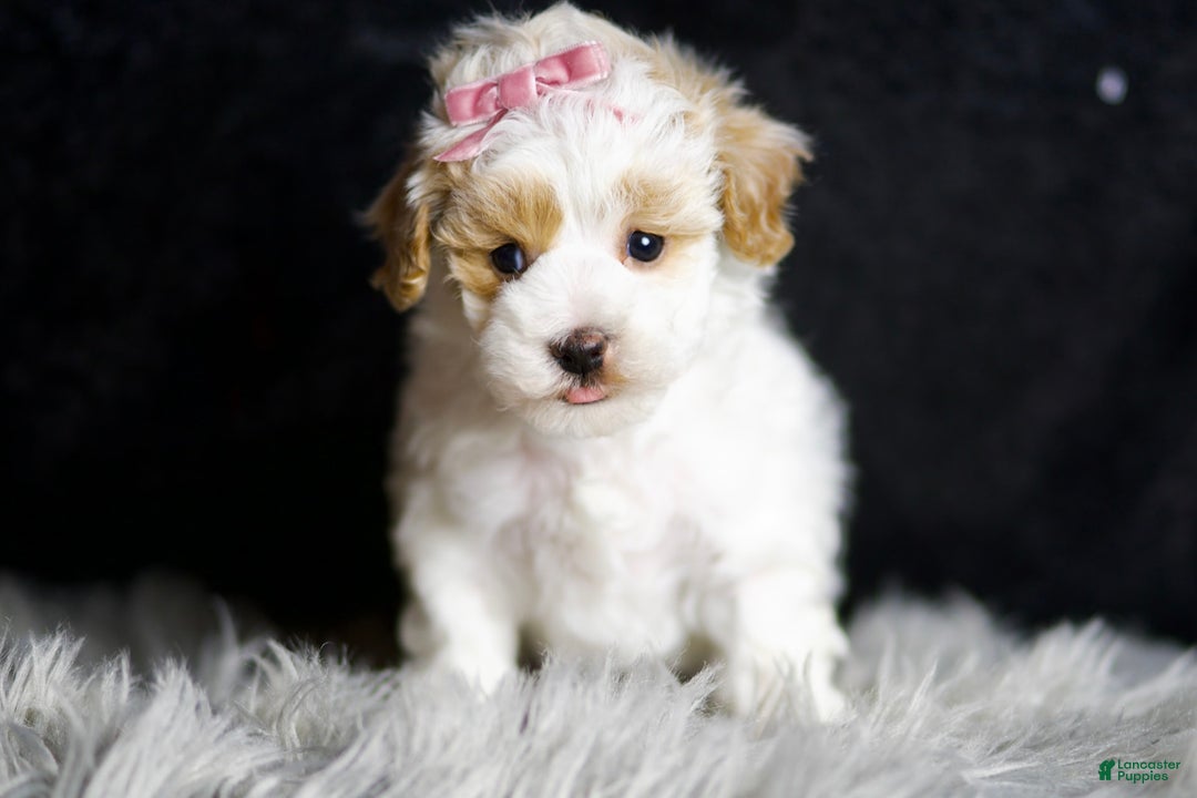 Maltipoo dogs for sale: May - Image 6