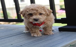 Bichpoo dogs for sale: Archie - Image 11