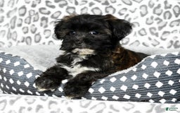 Havapoo dogs for sale: Elvis - Image 1