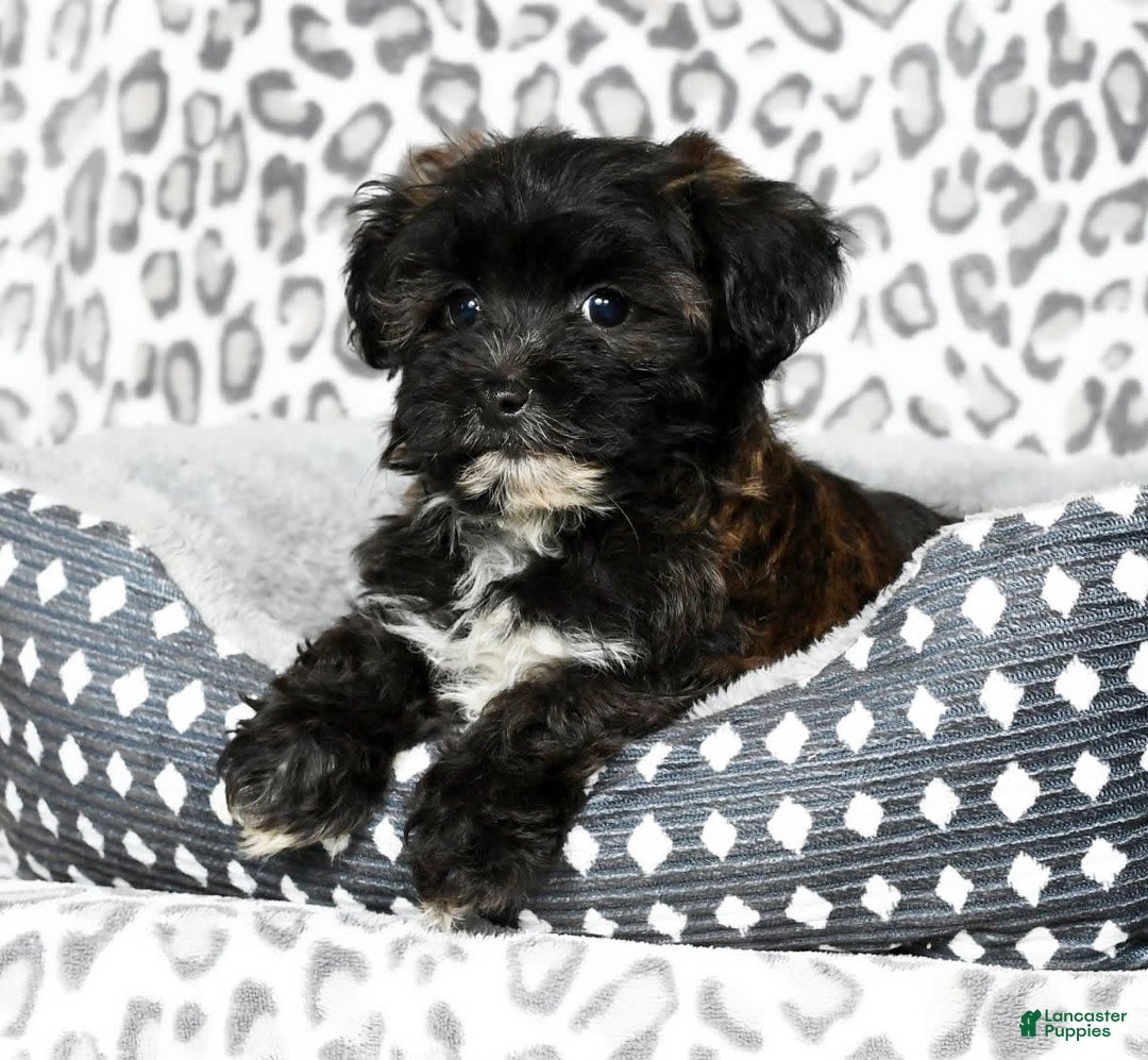 Havapoo dogs for sale: Elvis - Image 1