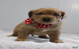 Golden Retriever dogs for sale: Amber - Image 17
