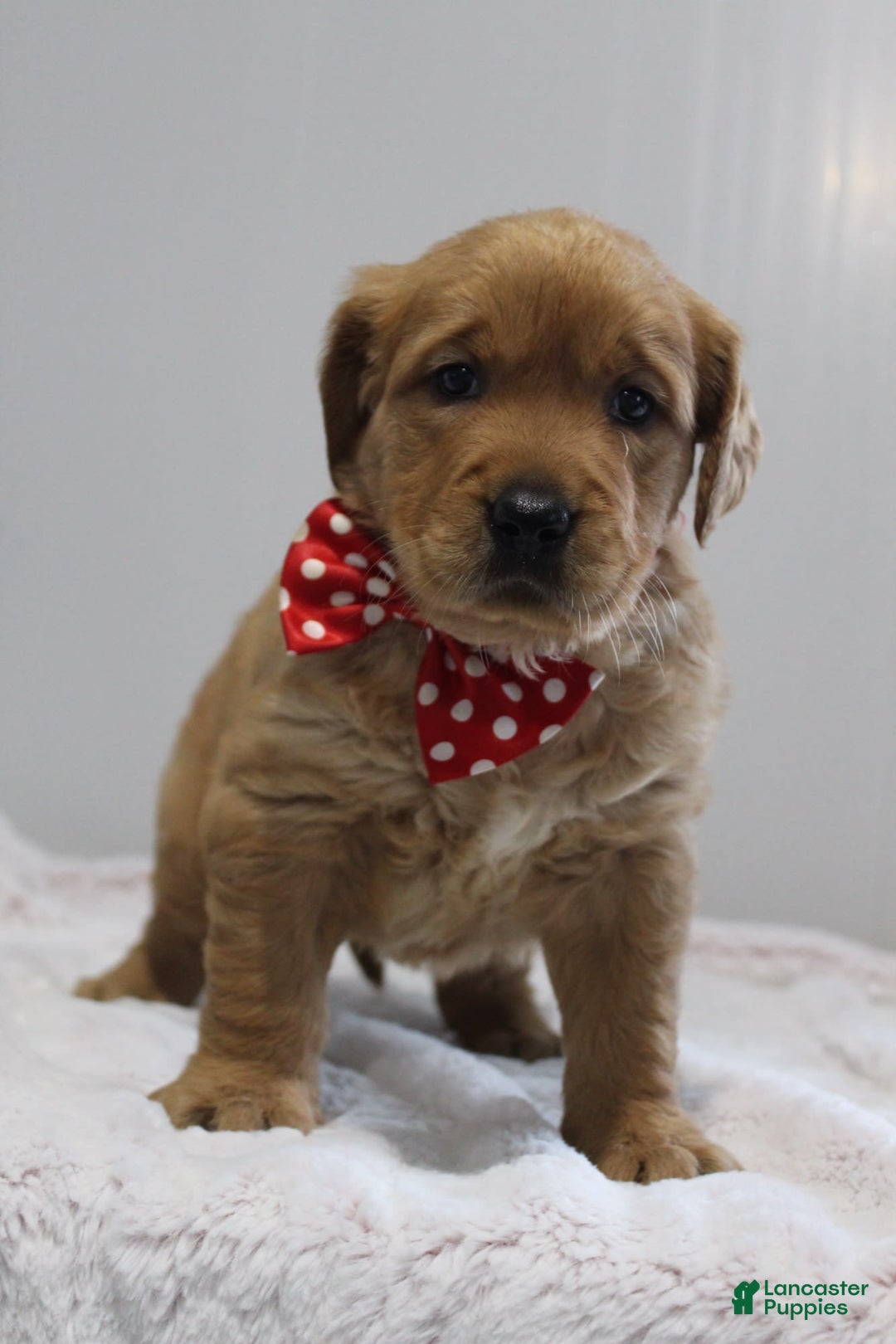 Golden Retriever dogs for sale: Amber - Image 17