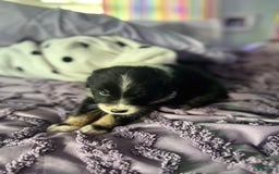 Australian Shepherd dogs for sale: Charlie - Image 1