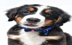 Bernese Mountain Dog dogs for sale: Kayle - Image 10