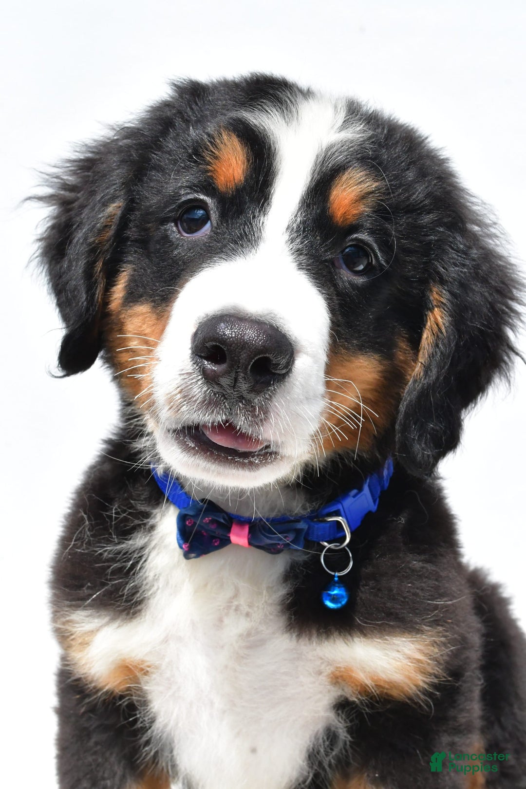 Bernese Mountain Dog dogs for sale: Kayle - Image 10