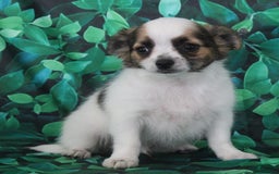 Chihuahua dogs for sale: Skeeter - Image 14