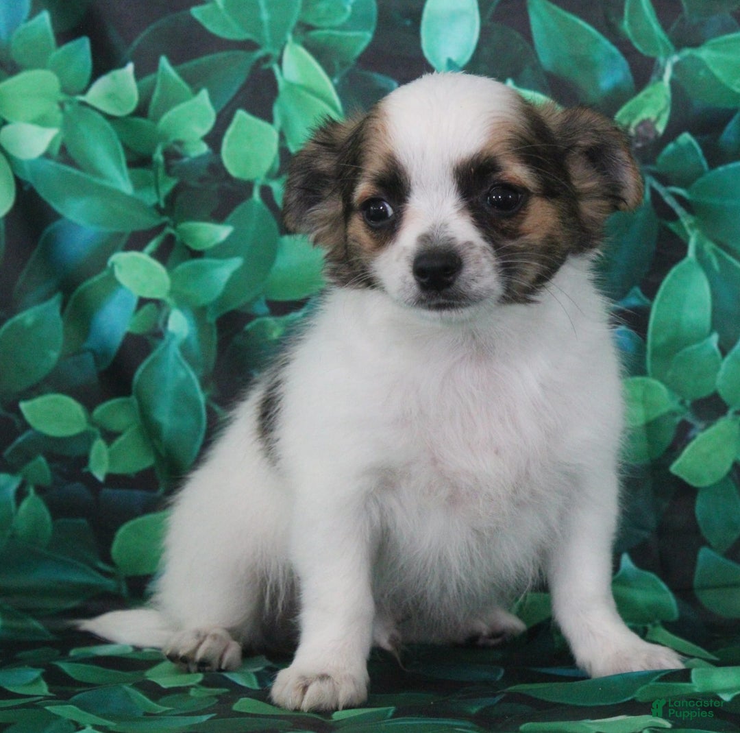 Chihuahua dogs for sale: Skeeter - Image 14