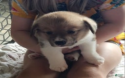 Welsh Corgi Pembroke dogs for sale: Yellow - Image 1