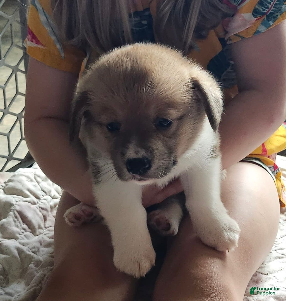 Welsh Corgi Pembroke dogs for sale: Yellow - Image 1
