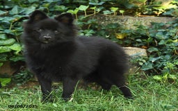 Pomeranian dogs for sale: Midnight - Image 6