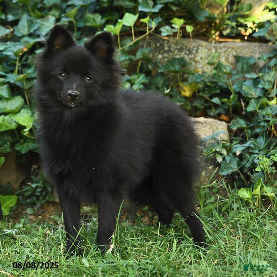 Pomeranian dogs for sale: Midnight - Image 6