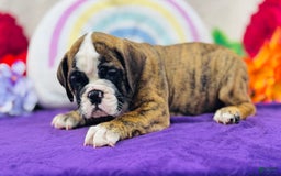 English Bulldog dogs for sale: Leo - Image 2
