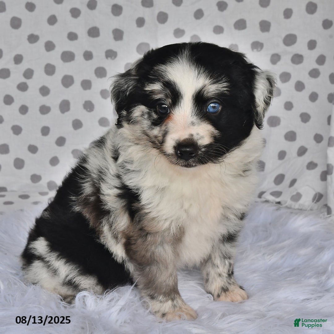 Aussiedoodle dogs for sale: Pepper - Image 2