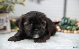 Shorkie dogs for sale: Lou - Image 3
