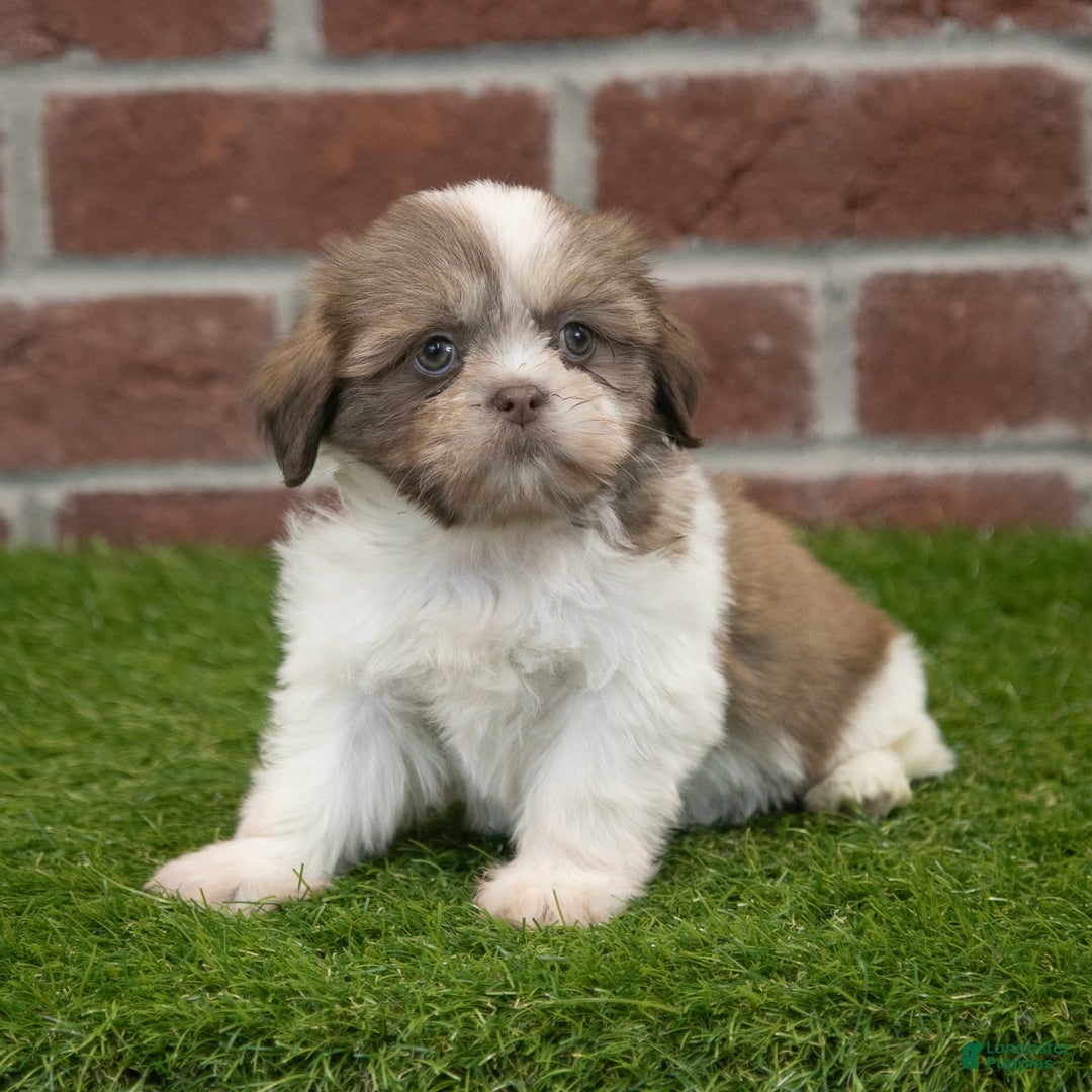 Shih Tzu dogs for sale: Hannah - Image 4