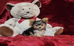 Yorkshire Terrier dogs for sale: PEANUT - Image 9