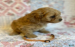 Maltipoo dogs for sale: Nora - Image 3