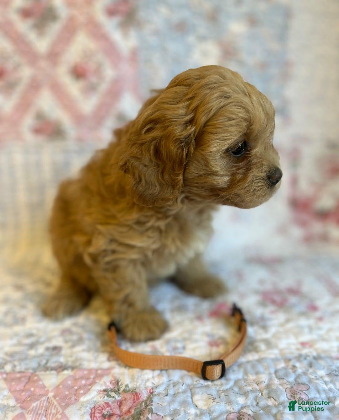 Maltipoo dogs for sale: Nora - Image 3