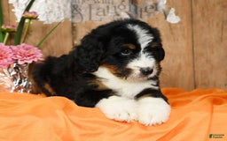 Bernedoodle dogs for sale: Dawn - Image 1