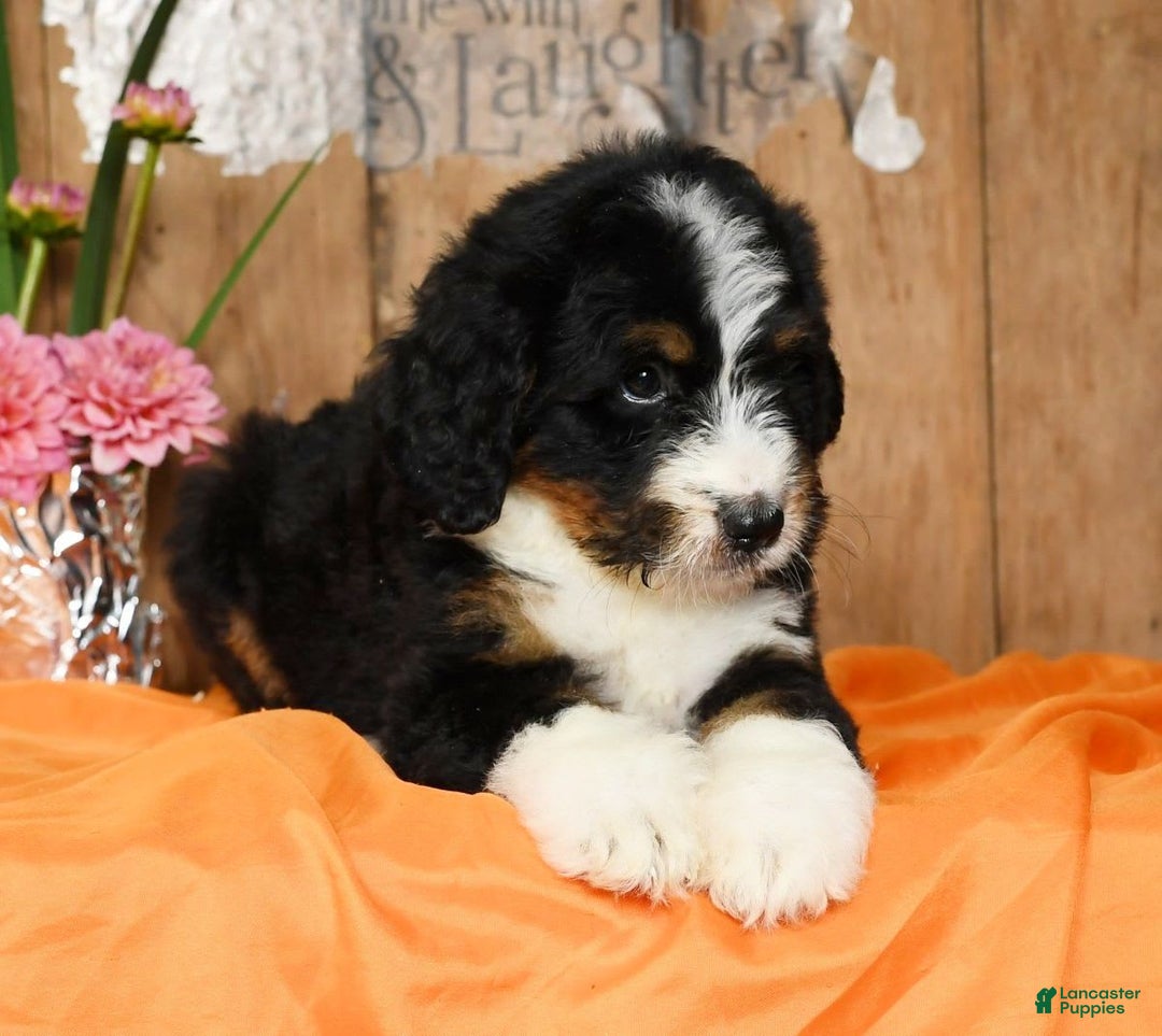 Bernedoodle dogs for sale: Dawn - Image 1