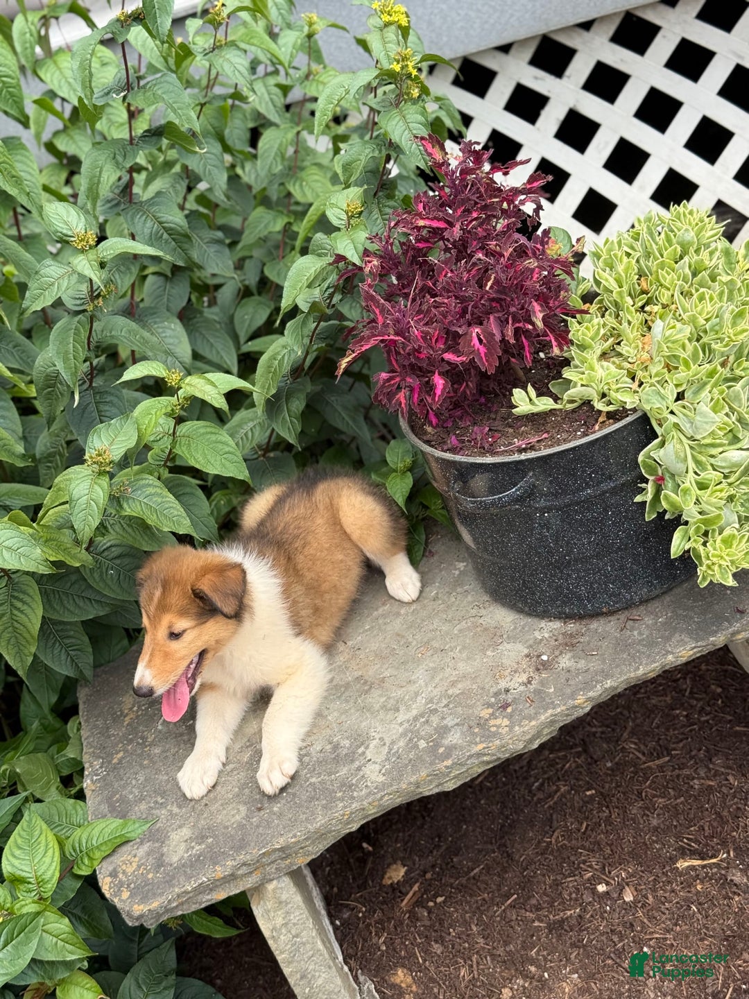 Collie dogs for sale: Aslan - Image 2