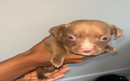 American Pit Bull Terrier dogs for sale: Choco - Image 1